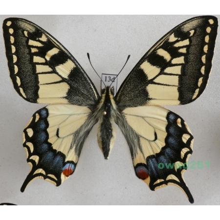 Papilio machaon Linnaeus, 1758 Paź królowej Czech 68mm13d